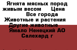Ягнята мясных пород живым весом.  › Цена ­ 125 - Все города Животные и растения » Другие животные   . Ямало-Ненецкий АО,Салехард г.